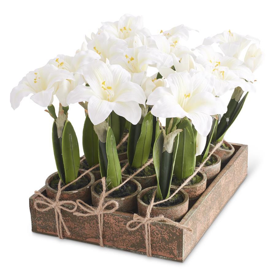 Potted Holiday Plants