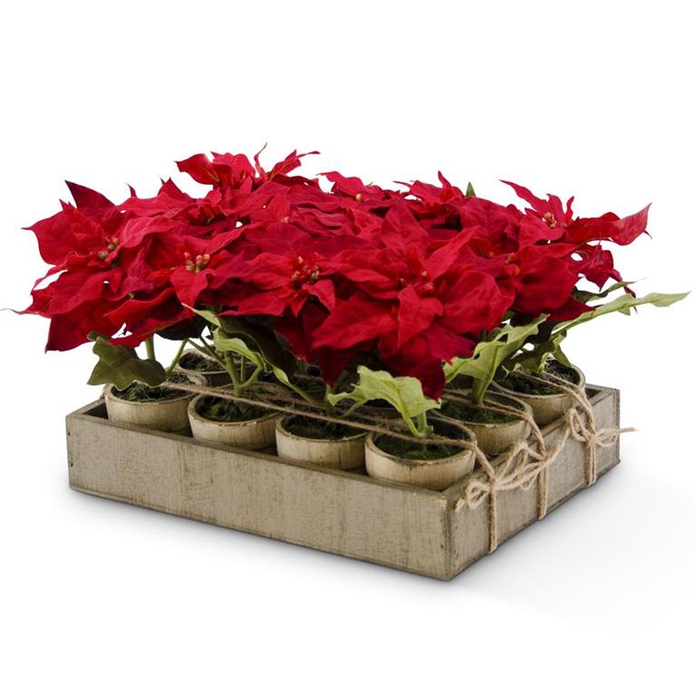 Potted Holiday Plants