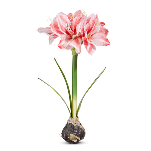 Amaryllis Bulb