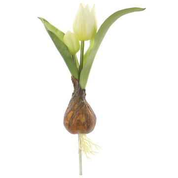 White Tulip Bulb