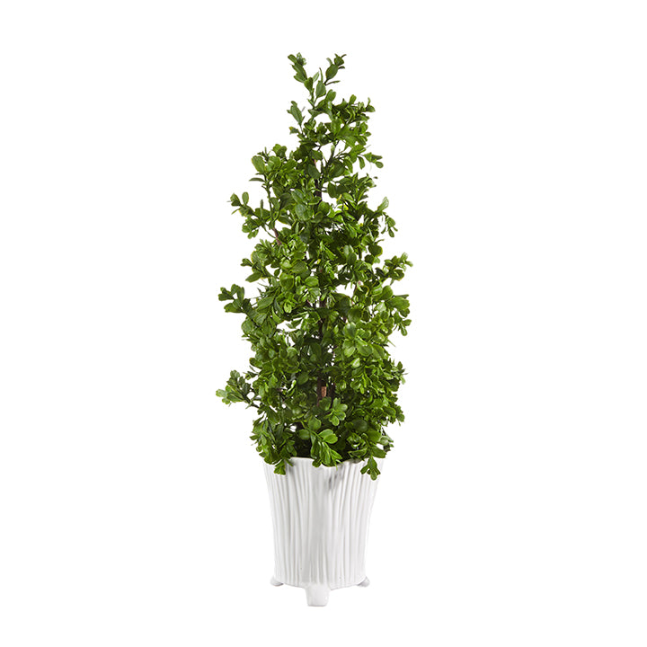 Potted Boxwood Topiary In White Pot